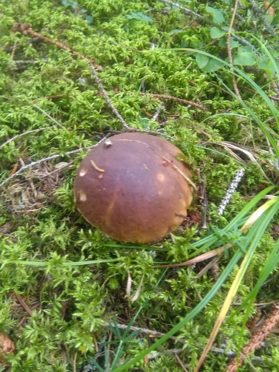 Котедж "Барвінок" فيرخوفينا المظهر الخارجي الصورة